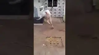 angry cow