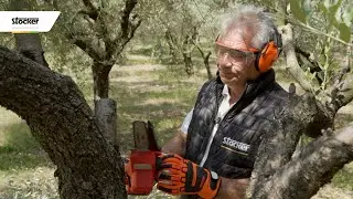 LA POTATURA DI RIFORMA CON LA MOTOSEGA ART. 318/618 - MAGMA SYSTEM