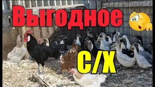 Обзор хозяйства Павла Немоляева