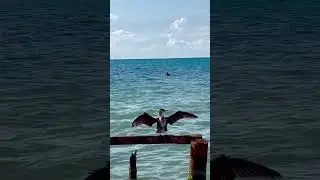 #shortsvideo #лето #россия