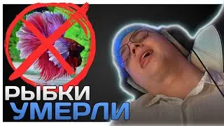 Пятерка Подшутил Над Соней | Пятерка Умерла Рыба | ФУГА ТВ нарезка