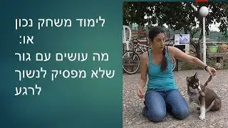 איך להשתמש במשחק עם כלב כדי למנוע נשכנות