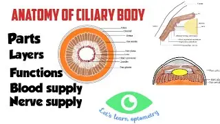 Anatomy of ciliary body | Pars plicata | Pars plana