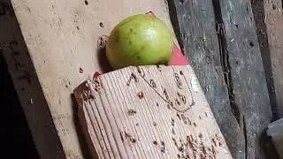 Утренние пострелушки.