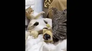 Хотел усыновить не получилось...