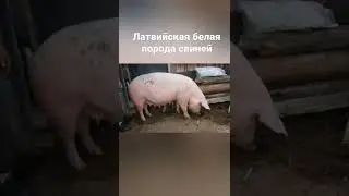 Латвийская бедая порода свиней🐷 #поросята#латвийскаясвинью#свиньи#породысаиней#животноводство