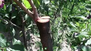 когда разматывать ленту на прививках