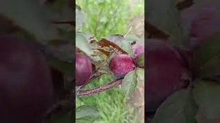 слива Приморочка