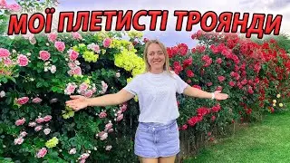 МОЇ ПЛЕТИСТІ ТРОЯНДИ. ОГЛЯД СОРТІВ