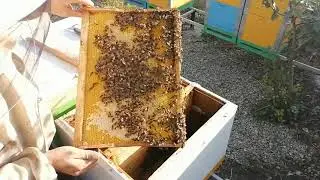СЛАБЫЕ СЕМЬИ СБОРКА ГНЕЗДА В ЗИМУ.
