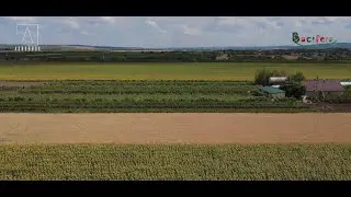 Bacifera și fermierii de pomușoare: cum rezistă agricultura în fața climei