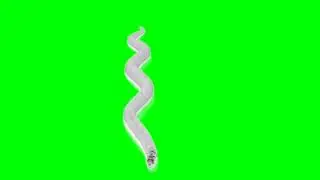 White cobra green screen
