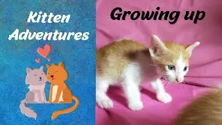 Kitten Adventures - Growing Up