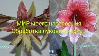 Гиппеаструмы Mystica(Мистика) и Charisma(Харизма) обработка луковиц перед посадкой,ч.2