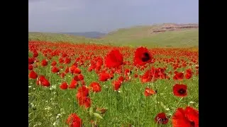 Zəngilanın yal-yamacında gül-çiçək mövsümü