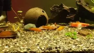 My aquarium 180 lt