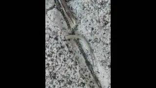 Kertenkele'nin kuyruğu bedenden ayrıldıktan sonra