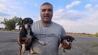 Подобрали собаку и крохотного щенка у трассы