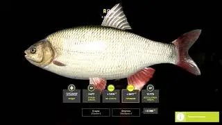 Наконец-то почётный рыболов о.Комариное крайний (Язь Трофейный) #russianfishing4 #shorts #short #rr