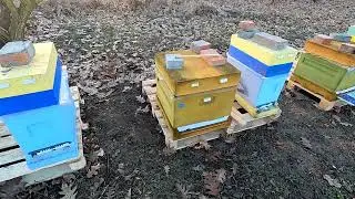 Сравнение  ульев Lyson и Нижегородец после двух сезонов работы