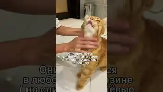 Что делать если котика рвёт глистами 