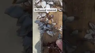 Found this on the beach, but most were dead unfortunately after sitting in the sun for a while.