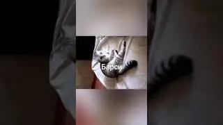 Фотографии моих котиков🌺😽💖🐱🐈🌺 часть первая🙂