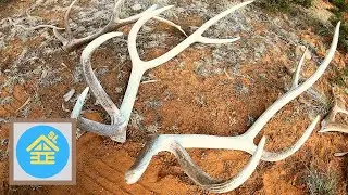 Hard White Shed Trip