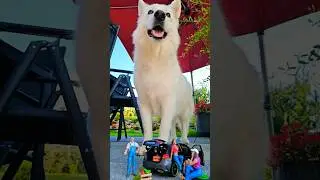GIANT DOG MERCEDES BENZ A CLASS metal diecast model Designo