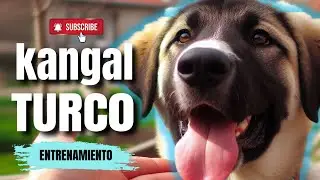 Primer día de entrenamiento de un Kangal Turco
