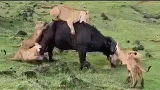 WILDLIFE // Lions failed to take down Buffalo // Tazama simba zaidi ya kumi kushindwa mbogo Mbogo
