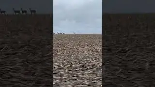 Уже растут панты)Косули в поле 