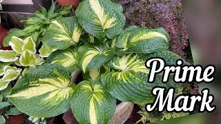 Хоста Prime Mark в моём саду