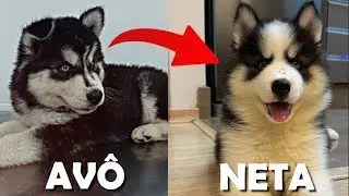 ADOTAMOS A NETA DO TUSK