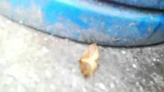 Moth cannot fly. It died soon after