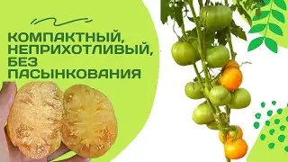 Пасынкование не требуется! Томат- гном Локстон Лад