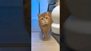 Кот решает проблему с игрушками ❤️