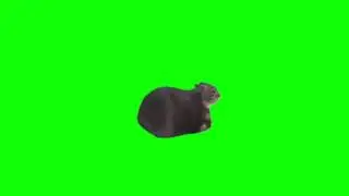 Brainrot Cat Meme | Green Screen