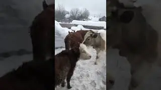 Выгул бычков