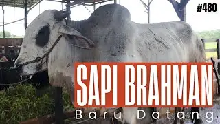 BRAHMAN COW NEW ARRIVAL
