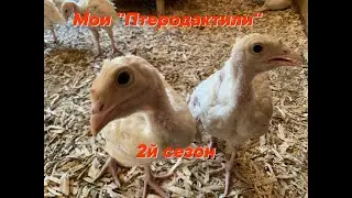 Индюки 