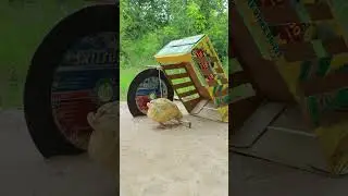 Creative DIY Bird Trap #shorts #Trapping