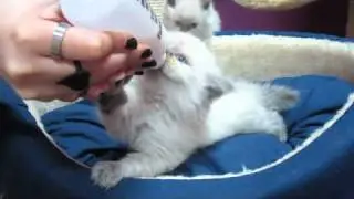 Angry Kitten