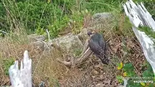 Great Spirit Bluff Falcons :  🙌 Kami P /59 Fledged (explore.org 06 18 2023)