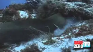 green eel against the octopuss Cozumel
