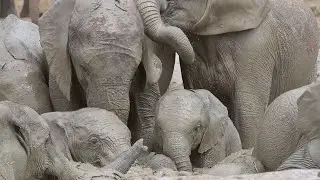 Baby Elephant Splashes About In Muddy Puddle