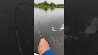 Не много игрался с рыбой. #fishing #голец #рыбалка #salmon #кижуч #горбуша #кета #сима