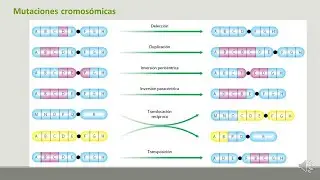 12 2 Mutaciones cromosomicas