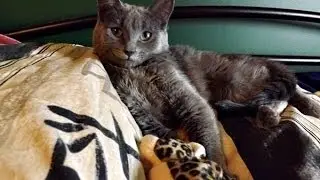 Introducing Luna, my Egyptian Goddess Kitty.