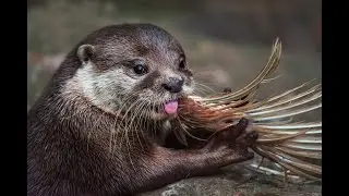 Shock!!! Orientarium Lódz# A rooster accidentally got into the river otter enclosure.